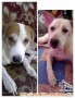 Mencari adopter dog lover