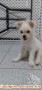 Need Adopter for Vla Maltese x Yorkshire