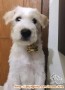 Labrador mix schnauzer