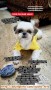 Anjing Shih Tzu Jantan Hilang, Cilandak, Jakarta Selatan
