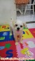 Adopsi Anjing Gratis