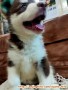 Baru sehari terima puppy Alaskan Malamute meninggal kena Parvo