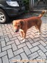 URGENT CARI ADOPTER UNTUK ANJING RESCUE INI MENDAPATI RUMAH