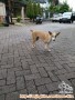 URGENT CARI ADOPTER UNTUK ANJING RESCUE INI MENDAPATI RUMAH