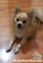 Anjing Hilang - Mini Pom - Bekasi