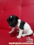 Hibah anjing gratis jakbar