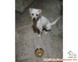 Open adopsi tolong anjing kecil hasil rescue mendapatkan rumah