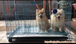 Open adopt 2 puppies pomeranian