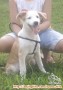 Hibah anjing 5 bln, Tangsel