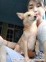 hibah anjing betina cantik
