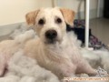 Labrador mix