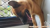 lokasi Medan - butuh adopter anjing mix herder/husky/belgian