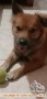 anjing herder mix tekel betina