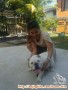 Hibah anjing english bulldog
