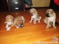OPEN ADOPT PUPPIES - JAKARTA
