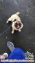 Open Adoption Anjing Pug Betina