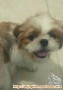 Open Adopt Shihtzu