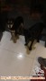 Open Adopsi 2 Anjing Campuran Mini Pinscher