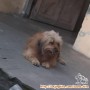 Anjing Hilang