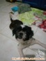 hibah anjing Shih Tzu