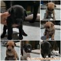 Free Adoption