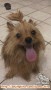 Bruno up for adoption