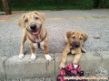 OPEN ADOPT PUPPIES - JAKARTA