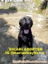 Great Dane Butuh Adopter