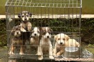 Hibah gratis anak anjing campuran Beagle dan Schnauzer