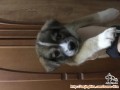 Anak anjing puppy 2bulan mix campuran