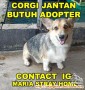 Anjing Corgi Butuh Adopter