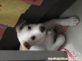 Open adopt puppy