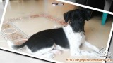 Adopsi anjing