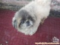 Hibah anjing