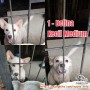 OPEN ADOP ANJING YG DITINGGAL MENINGGAL OWNERNYA