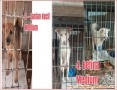 OPEN ADOPSI ANJING YG DITINGGAL MENINGGAL OWNERNYA