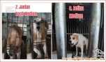 OPEN ADOPSI ANJING YG DITINGGAL MENINGGAL OWNERNYA
