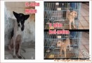 OPEN ADOPSI ANJING YANG DITINGGAL MENINGGAL OWNERNYA