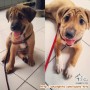 Open Adopt Puppies Betina - JAKARTA