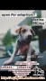 OPEN ADOPSI ANJING GRATIS