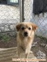 Di hibahkan/ adopt anjing