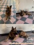 HIBAH ANJING HERDER (GERMAN SHEPHERD)