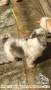 Missing our lovely Dog