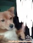 Hibah puppies kampung