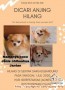 Anjing Chihuahia (Coco) Hilang Bandung