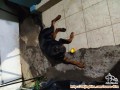 OPEN ADOPT/HIBAH ANJING ROTTWEILER