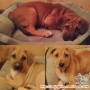 open adopsi puppies JAKARTA