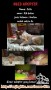 Need adopter anjing (Free)