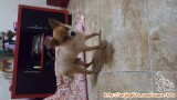 Mencari adopter anjing