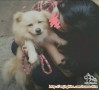 Dog Sitter